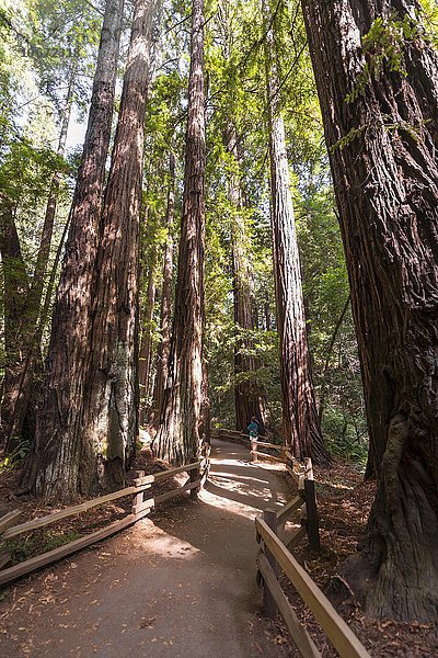 Weg durch Küstenmammutbäume  Mammutbaum (Sequoia sempervirens)  Muir Woods Nationalpark  Kalifornien  USA  Nordamerika