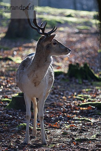 Damhirsch (Dama dama)  Wildpark Hundshaupten  Oberfranken  Bayern  Deutschland  Europa