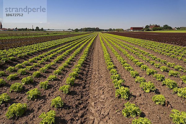 Kopfsalat  Anbau im Knoblauchsland  Anbaugebiet in Höfles bei Nürnberg  Mittelfranken  Bayern  Deutschland  Europa