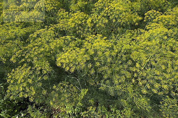 Dill  Anbau (Anethum graveolens) im Knoblauchsland  Anbaugebiet in Höfles bei Nürnberg  Mittelfranken  Bayern  Deutschland  Europa