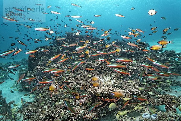 Schwarm  Fischschwarm  Neon Füsilier (Pterocaesio tile)  schwimmt über Korallenriff  Saparua Insel  Molukken  Banda See  Pazifik  Indonesien  Asien