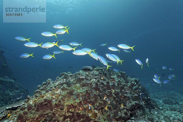 Schwarm Gelber Blaurücken Füsilier (Caesio teres)  schwimmt über kleines Riff überzogen mit Schwamm  Saparua Insel  Molukken  Banda See  Pazifik  Indonesien  Pazifik  Asien