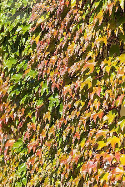 Herbstfärbung von Dreispitziger Jungfernrebe (Parthenocissus tricuspidata)  Fassadenbegrünung  Deutschland  Europa