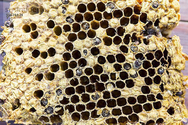 Europäische Honigbiene (Apis mellifera)  Drohnen beim Schlupf aus der Brutwabe