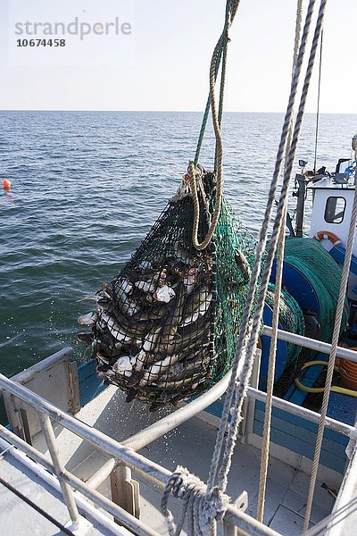 Fische im Netz auf Fischkutter  Fangfahrt auf Dorsch  Ostsee vor Fehmarn  Schleswig-Holstein  Deutschland  Europa