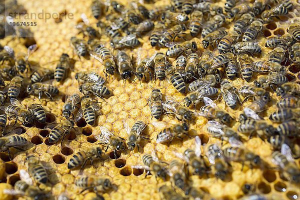 Europäische Honigbienen (Apis mellifera)  beim Verdeckeln der Honigwaben im Bienenstock