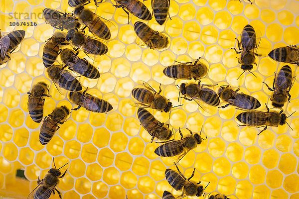 Europäische Honigbiene (Apis mellifera) auf Honigwaben im Bienenstock