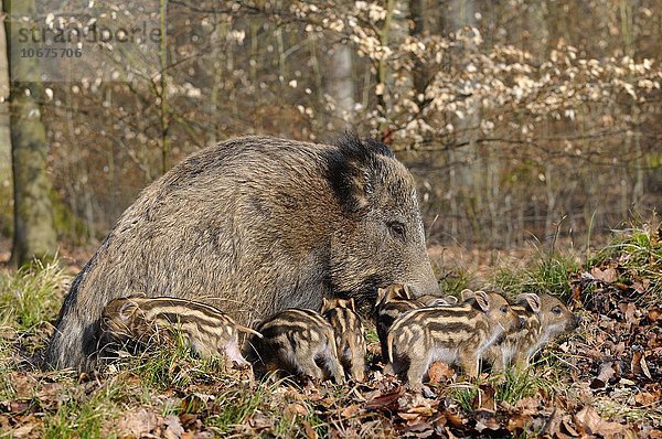 Wildschwein (Sus scrofa)  Bache beim Säugen ihrer Frischlinge  Nordrhein-Westfalen  Deutschland  Europa