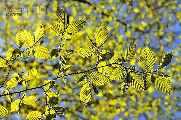 Rotbuche (Fagus sylvatica)  Zweig mit Blattaustrieb  frische Blätter  Deutschland  Europa