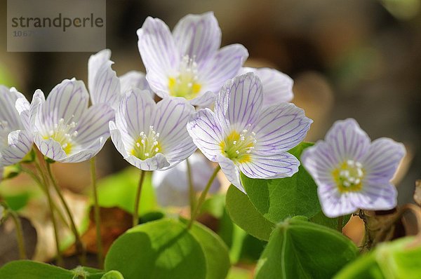 Waldsauerklee (Oxalis acetosella)  Blüten  Nordrhein-Westfalen  Deutschland  Europa