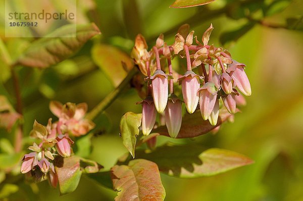 Rauschbeere (Vaccinium uliginosum)  Blütenknospen  Naturschutzgebiet Goldenstedter Moor  Niedersachsen  Deutschland  Europa