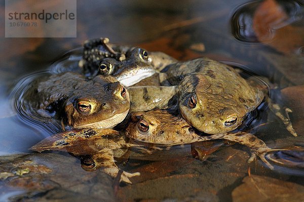 Erdkröten (Bufo bufo) bei der Paarung im Laichgewässer  Paarungszeit  hinten Grasfrosch (Rana temporaria)  Nordrhein-Westfalen  Deutschland  Europa