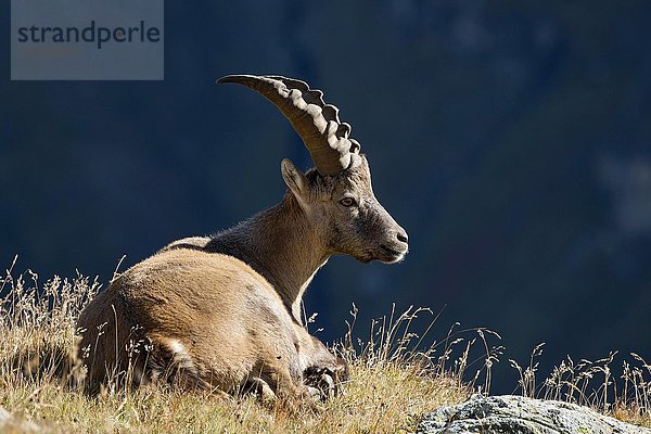 Alpensteinbock (Capra ibex)  Männchen in der Wiese  Franz-Josefs-Höhe  Nationalpark Hohe Tauern  Kärnten  Österreich  Europa