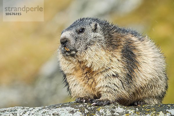 Murmeltier (Marmota marmota)  Franz-Josefs-Höhe  Nationalpark Hohe Tauern  Kärnten  Österreich  Europa