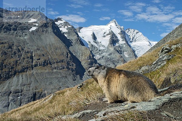 Murmeltier (Marmota marmota)  hinten der Großglockner  Franz-Josefs-Höhe  Nationalpark Hohe Tauern  Kärnten  Österreich  Europa