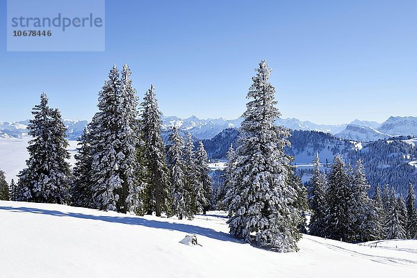 Verschneiter Tannenwald  hinten die Zentralschweizer Alpen  Rigi  Kanton Schwyz  Schweiz  Europa