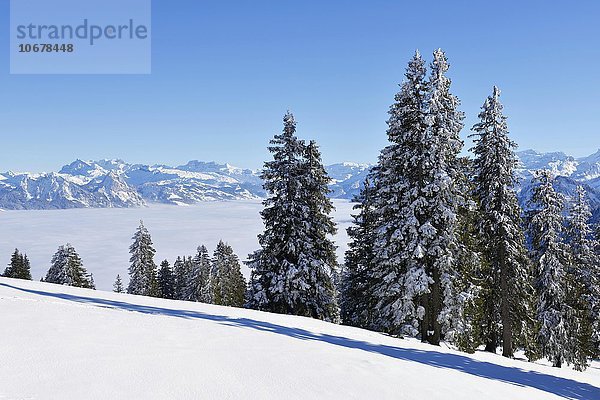 Verschneiter Tannenwald über Nebelmeer  hinten die Zentralschweizer Alpen  Rigi  Kanton Schwyz  Schweiz  Europa