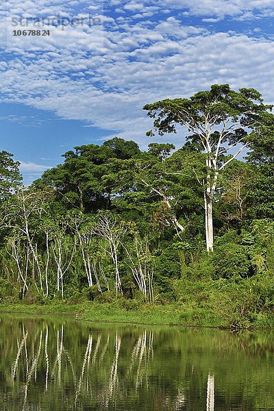 Ameisenbäume (Cecropia)  Madre Dios Fluss  Manu Nationalpark  Peru  Südamerika