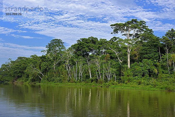 Ameisenbäume (Cecropia)  Madre Dios Fluss  Manu Nationalpark  Peru  Südamerika