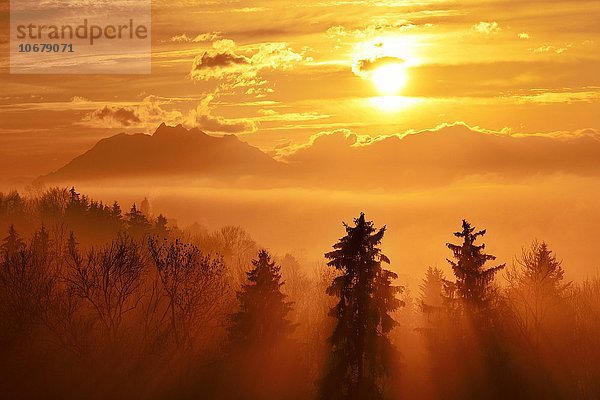 Sonnenstrahlen scheinen im Nebel durch Fichtenwald  hinten Pilatus  Baar  Kanton Zug  Schweiz  Europa
