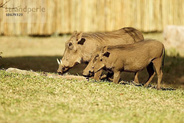 Zwei Warzenschweine (Phacochoerus africanus)  Paar beim Fressen  bei Maninghi Lodge  Krüger Nationalpark  Südafrika