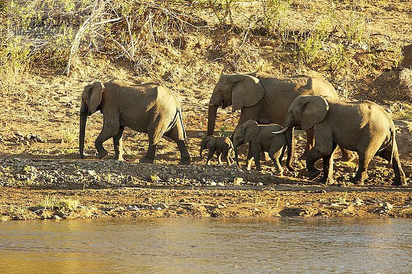 Afrikanische Elefanten (Loxodonta africana)  kleine Herde mit Jungtieren  Krüger Nationalpark  Südafrika