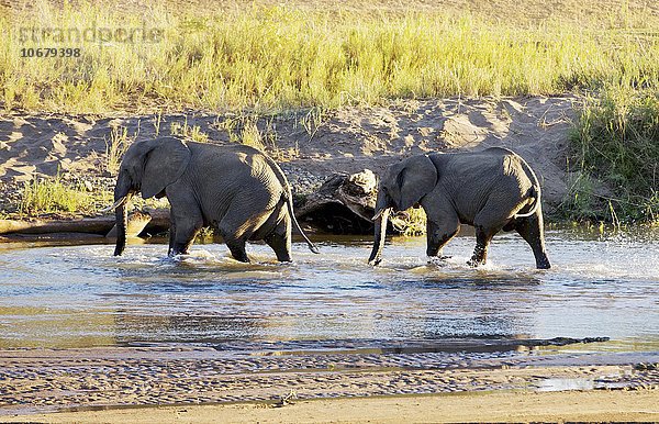 Afrikanische Elefanten (Loxodonta africana) durchqueren kleinen Fluss  Krüger Nationalpark  Südafrika