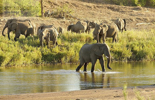 Afrikanische Elefanten (Loxodonta africana)  Herde überquert Fluss  Krüger Nationalpark  Südafrika