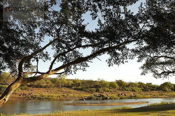Sicht über Oliphants River  am Ufer Herde mit Afrikanische Elefanten (Loxodonta africana)  Krüger Nationalpark  Südafrika