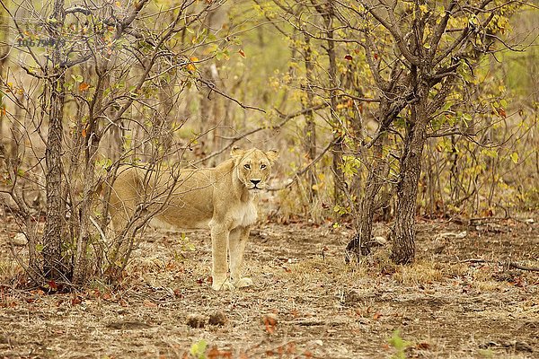 Löwin (Panthera Leo) steht getarnt zwischen Büschen  Krüger Nationalpark  Südafrika