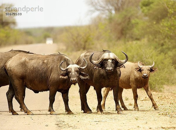 Kaffernbüffel (Syncerus caffer) beim Überqueren einer Strasse  Krüger Nationalpark  Südafrika