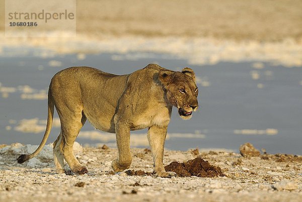 Löwe (Panthera leo)  altes Weibchen an einem Wasserloch  im Abendlicht  Etosha-Nationalpark  Namibia  Afrika