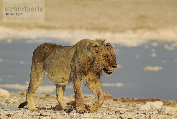 Löwe (Panthera leo)  Jungtier  Männchen  an einem Wasserloch  im Abendlicht  Etosha-Nationalpark  Namibia  Afrika