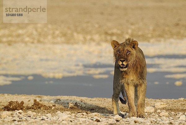 Löwe (Panthera leo)  Jungtier  Männchen  am Wasserloch  mit Blut an der Mähne vom Fressen  im Abendlicht  Etosha-Nationalpark  Namibia  Afrika