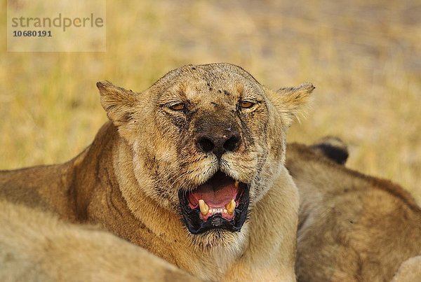 Löwe (Panthera leo)  altes Weibchen  Savuti  Chobe-Nationalpark  Botswana  Afrika