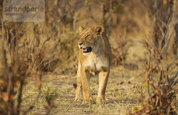 Löwe (Panthera leo)  Weibchen  Savuti  Chobe-Nationalpark  Botswana  Afrika