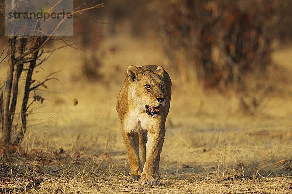 Löwe (Panthera leo)  Weibchen  Savuti  Chobe-Nationalpark  Botswana  Afrika