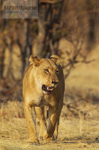Löwe (Panthera leo)  Weibchen  Savuti  Chobe-Nationalpark  Botswana  Afrika