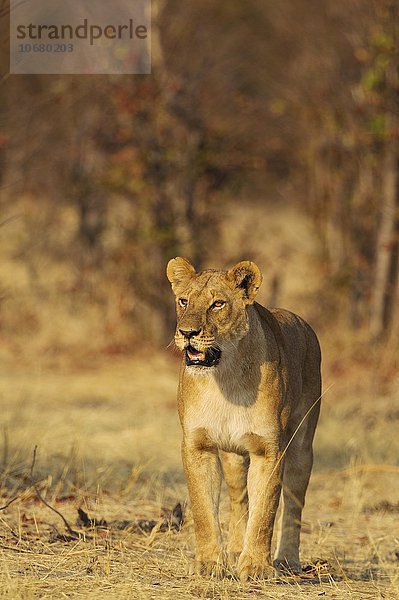 Löwe (Panthera leo)  Weibchen  Savuti  Chobe-Nationalpark  Botswana  Afrika