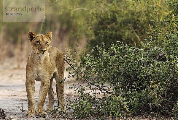 Löwe (Panthera leo)  junges Weibchen  dünn und hungrig  Chobe-Nationalpark  Botswana  Afrika