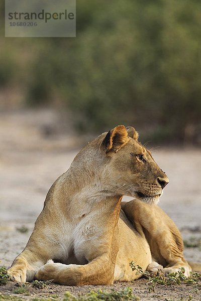 Löwe (Panthera leo)  ruhendes Weibchen  Chobe-Nationalpark  Botswana  Afrika