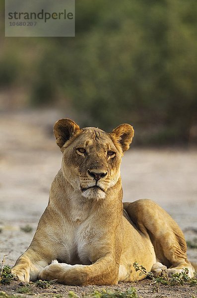 Löwe (Panthera leo)  ruhendes Weibchen  Chobe-Nationalpark  Botswana  Afrika