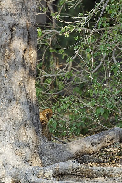 Löwe (Panthera leo)  Weibchen  versteckt hinter Baum  wachsam  Chobe-Nationalpark  Botswana  Afrika