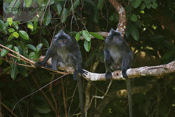 Silberner Haubenlanguren (Trachypithecus cristatus)  Männchen sitzen auf Ast  Permai Rainforest  Santubong  Sarawak  Borneo  Malaysia  Asien