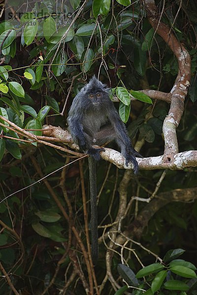 Silberner Haubenlanguren (Trachypithecus cristatus)  Männchen sitzt auf Ast  Permai Rainforest  Santubong  Sarawak  Borneo  Malaysia  Asien
