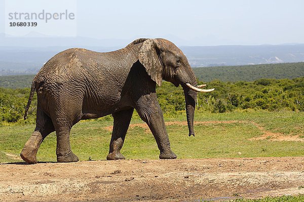 Afrikanischer Elefant  (Loxodonta africana)  Addo Elephant Nationalpark  Ostkap  Südafrika