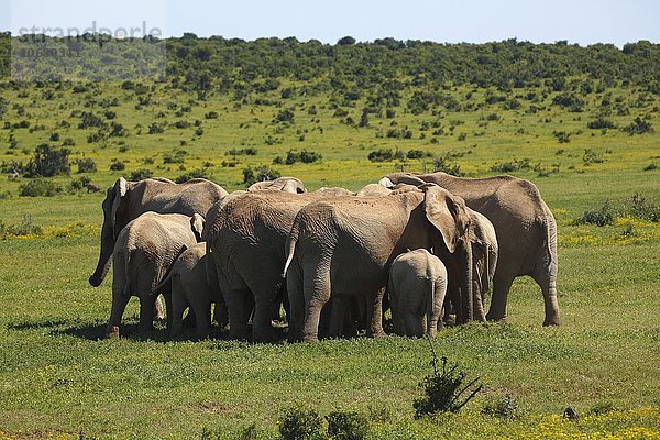 Afrikanische Elefanten bilden einen Ring  (Loxodonta africana)  Herde beschützt Jungtiere  Addo Elephant Nationalpark  Ostkap  Südafrika