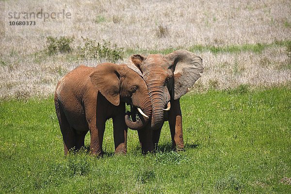 Afrikanische Elefanten  (Loxodonta africana)  Jungtiere  schmusend  mit rotem Schlamm bedeckt  Addo Elephant Nationalpark  Ostkap  Südafrika