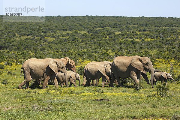 Afrikanische Elefanten  (Loxodonta africana)  Herde mit Jungtieren  Addo Elephant Nationalpark  Ostkap  Südafrika