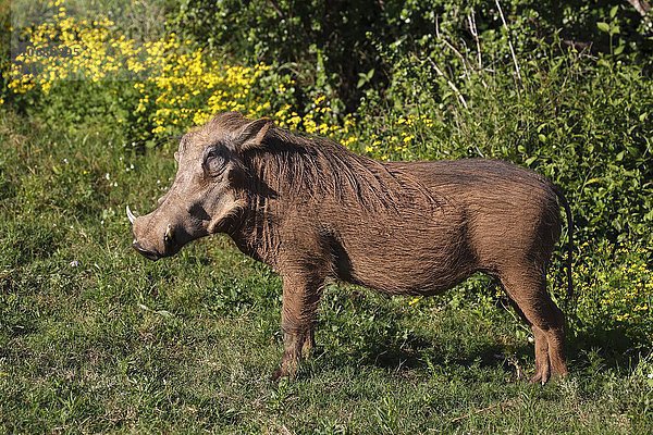 Warzenschwein (Phacochoerus africanus)  Keiler  Addo Elephant Nationalpark  Ostkap  Südafrika
